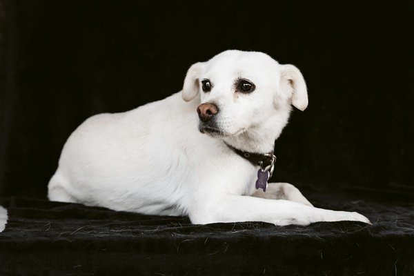 Nourriture féline : que peut manger un chat sainement ?