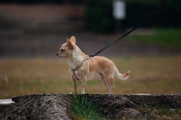 Fortheanimalssanctuary