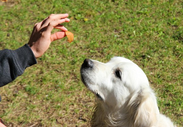 Choisir des croquettes pour chien : guide pour une nutrition saine