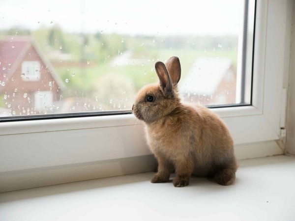 Quels sont les légumes toxiques pour un lapin domestique?