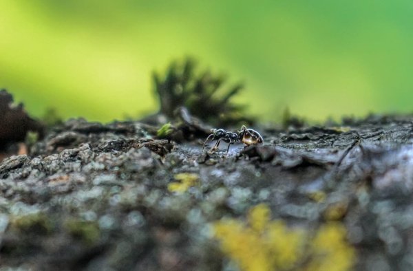 Les caméléons peuvent-ils percevoir des couleurs que les humains ne voient pas ?
