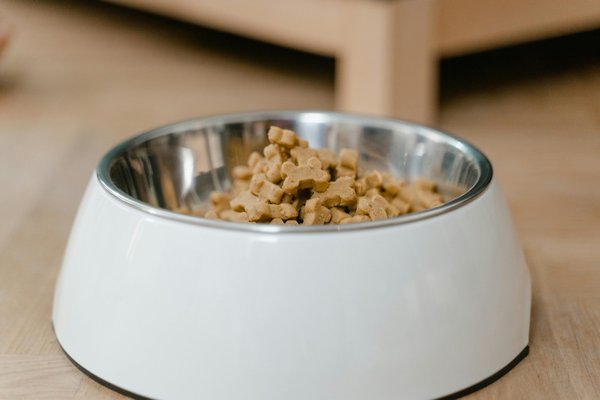 Croquettes pour chien : l'essentiel pour une alimentation adaptée et saine